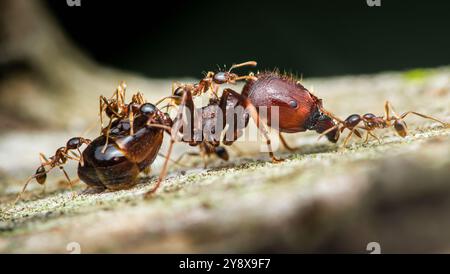 Nahaufnahme einer großen Ameise, die kleine Ameisen auf einem Baumzweig trägt und Teamwork und Kraft in der Natur zeigt. Stockfoto