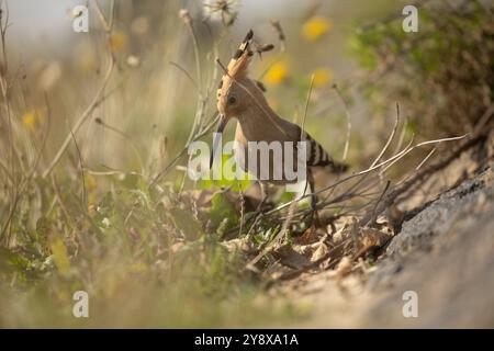 Eine bemerkenswerte Sichtung hat Thomas Winstone, Naturfotograf und Vogelbeobachter in Großbritannien, begeistert, als ein Wiedehopf, ein markanter und seltener Vogel, auf einem Feld in der Nähe von Swansea gesichtet wurde. Bekannt für seine unverwechselbare Federkrone und das wunderschöne Gefieder mit Rost- und Schwarztönen, ist der Wiedehopf eine fesselnde Präsenz in der Vogelwelt. Dieser Zugvogel findet sich in der Regel in wärmeren Klimazonen und ist außergewöhnlich und erregt bei ortsansässigen Ornithologen und Naturliebhabern Aufregung. Das einzigartige Ruf- und Futterverhalten des Wiedehns auf der Suche nach Insekten machen ihn zu einem faszinierenden Subje Stockfoto