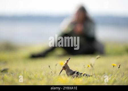 Eine bemerkenswerte Sichtung hat Thomas Winstone, Naturfotograf und Vogelbeobachter in Großbritannien, begeistert, als ein Wiedehopf, ein markanter und seltener Vogel, auf einem Feld in der Nähe von Swansea gesichtet wurde. Bekannt für seine unverwechselbare Federkrone und das wunderschöne Gefieder mit Rost- und Schwarztönen, ist der Wiedehopf eine fesselnde Präsenz in der Vogelwelt. Dieser Zugvogel findet sich in der Regel in wärmeren Klimazonen und ist außergewöhnlich und erregt bei ortsansässigen Ornithologen und Naturliebhabern Aufregung. Das einzigartige Ruf- und Futterverhalten des Wiedehns auf der Suche nach Insekten machen ihn zu einem faszinierenden Subje Stockfoto