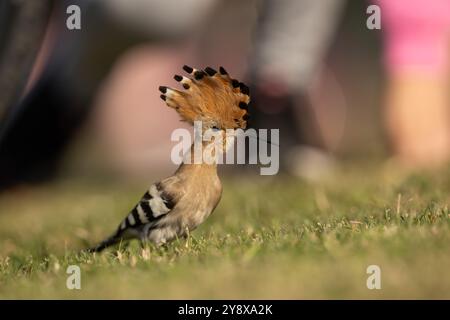 Eine bemerkenswerte Sichtung hat Thomas Winstone, Naturfotograf und Vogelbeobachter in Großbritannien, begeistert, als ein Wiedehopf, ein markanter und seltener Vogel, auf einem Feld in der Nähe von Swansea gesichtet wurde. Bekannt für seine unverwechselbare Federkrone und das wunderschöne Gefieder mit Rost- und Schwarztönen, ist der Wiedehopf eine fesselnde Präsenz in der Vogelwelt. Dieser Zugvogel findet sich in der Regel in wärmeren Klimazonen und ist außergewöhnlich und erregt bei ortsansässigen Ornithologen und Naturliebhabern Aufregung. Das einzigartige Ruf- und Futterverhalten des Wiedehns auf der Suche nach Insekten machen ihn zu einem faszinierenden Subje Stockfoto