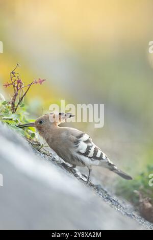 Eine bemerkenswerte Sichtung hat Thomas Winstone, Naturfotograf und Vogelbeobachter in Großbritannien, begeistert, als ein Wiedehopf, ein markanter und seltener Vogel, auf einem Feld in der Nähe von Swansea gesichtet wurde. Bekannt für seine unverwechselbare Federkrone und das wunderschöne Gefieder mit Rost- und Schwarztönen, ist der Wiedehopf eine fesselnde Präsenz in der Vogelwelt. Dieser Zugvogel findet sich in der Regel in wärmeren Klimazonen und ist außergewöhnlich und erregt bei ortsansässigen Ornithologen und Naturliebhabern Aufregung. Das einzigartige Ruf- und Futterverhalten des Wiedehns auf der Suche nach Insekten machen ihn zu einem faszinierenden Subje Stockfoto