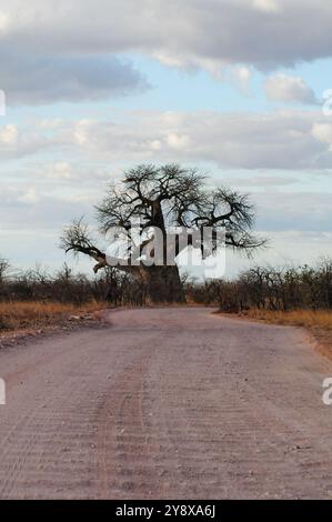 Mapungubwe Hill ist eine der bekanntesten frühesten Zivilisationen im südlichen Afrika und ein beliebtes Reiseziel für Forscher und Touristen Stockfoto