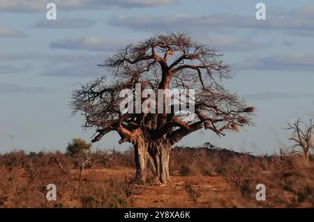 Mapungubwe Hill ist eine der bekanntesten frühesten Zivilisationen im südlichen Afrika und ein beliebtes Reiseziel für Forscher und Touristen Stockfoto