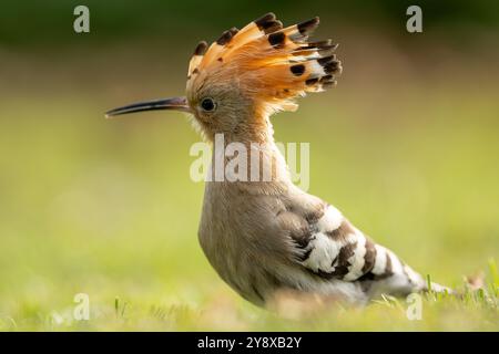 Swansea, Wales, Großbritannien. 7. Oktober 2024. Eine bemerkenswerte Sichtung hat Thomas Winstone, Naturfotograf und Vogelbeobachter in Großbritannien, begeistert, als ein Wiedehopf, ein markanter und seltener Vogel, auf einem Feld in der Nähe von Swansea gesichtet wurde. Bekannt für seine unverwechselbare Federkrone und das wunderschöne Gefieder mit Rost- und Schwarztönen, ist der Wiedehopf eine fesselnde Präsenz in der Vogelwelt. Dieser Zugvogel findet sich in der Regel in wärmeren Klimazonen und ist außergewöhnlich und erregt bei ortsansässigen Ornithologen und Naturliebhabern Aufregung. Quelle: SIPA USA/Alamy Live News Stockfoto