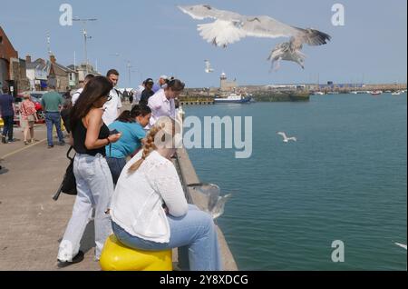 HOWTH, IRLAND - 30. JULI 2024: Touristen füttern Möwen im Hafen Stockfoto