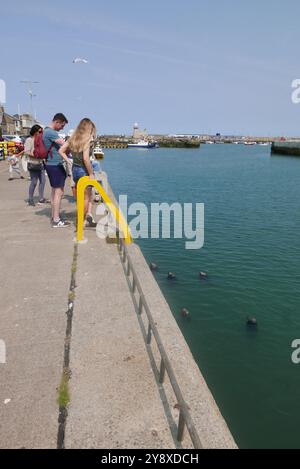 HOWTH, IRLAND - 30. JULI 2024: Touristen füttern wilde Graurobben, Halichoerus grypus, im Hafen Stockfoto