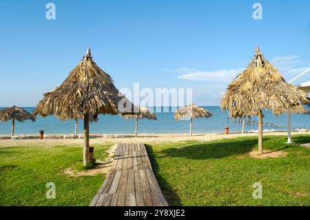 Viele Sonnenschirme aus Palmblättern am exotischen Strand varadero Kuba Stockfoto