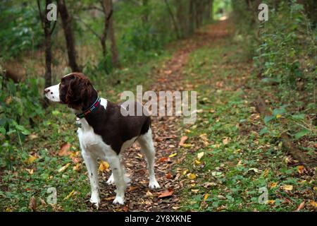 Herbstwandern mit Einem treuen Begleiter Stockfoto