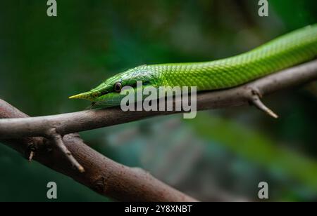 Vietnamesische Langnasenschlange (Gonyosoma boulengeri) auf einem Zweig, gefangen, Deutschland Stockfoto
