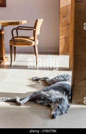 Irischer Wolfshund schläft bei warmem Sonnenlicht in Gloucestershire Home, England, Großbritannien Stockfoto