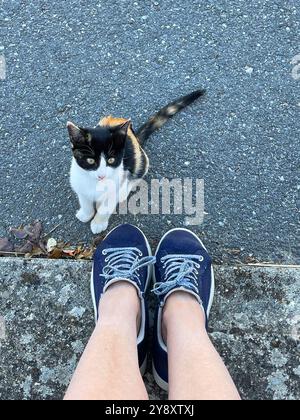 Frauenfüße und Kaliko-Kätzchen. Stockfoto