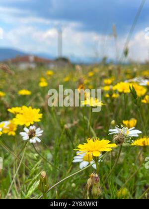 Wilde Blumen. Stockfoto