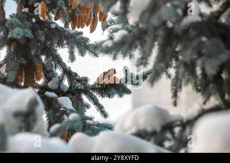 Weißflügelkreuzschnabelmännchen, das an Fichte-Kegeln ernährt. Kreuzschnabel auf Fichte im Winter Stockfoto