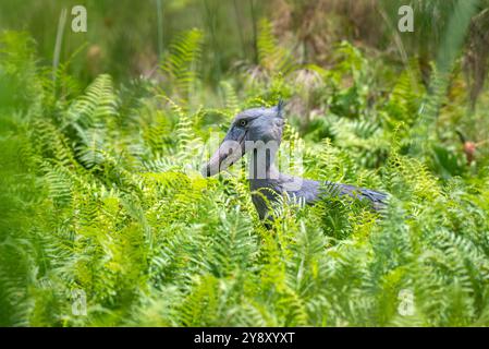 Der Shoebill (SHOEBILL - (Balaeniceps rex) im Mabamba-Sumpfgebiet Uganda ist sowohl global als auch regional anfällig. Stockfoto