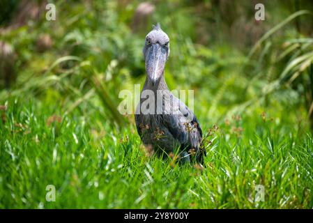 Der Shoebill (SHOEBILL - (Balaeniceps rex) im Mabamba-Sumpfgebiet Uganda ist sowohl global als auch regional anfällig. Stockfoto