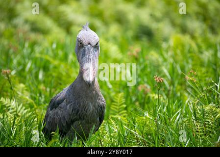 Der Shoebill (SHOEBILL - (Balaeniceps rex) im Mabamba-Sumpfgebiet Uganda ist sowohl global als auch regional anfällig. Stockfoto