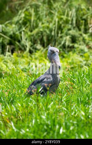 Der Shoebill (SHOEBILL - (Balaeniceps rex) im Mabamba-Sumpfgebiet Uganda ist sowohl global als auch regional anfällig. Stockfoto