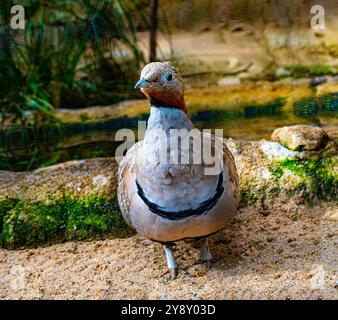 Schwarzbauchhuhn (Pterocles orientalis) männlich Stockfoto