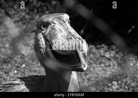 Der Shoebill (SHOEBILL - (Balaeniceps rex) im Mabamba-Sumpfgebiet Uganda ist sowohl global als auch regional anfällig. Stockfoto