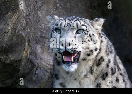 Nahaufnahme eines erwachsenen männlichen Schneeleoparden, Panthera uncia. Porträt mit Vollgesicht und entblößten Zähnen. Dunkler felsiger Hintergrund. Stockfoto