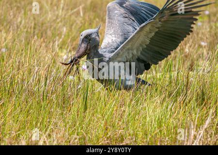 Der Shoebill (SHOEBILL - (Balaeniceps rex) im Mabamba-Sumpfgebiet Uganda ist sowohl global als auch regional anfällig. Foto Stockfoto