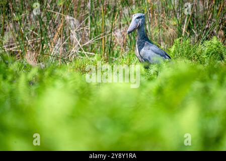 Der Shoebill (SHOEBILL - (Balaeniceps rex) im Mabamba-Sumpfgebiet Uganda ist sowohl global als auch regional anfällig. Foto Stockfoto