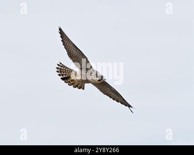 Jungfalke („Falco peregrinus“), der in Flug, North Cliffs, Cornwall, einsteigt. Stockfoto