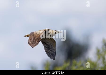 Bittern (Botaurus stellaris) im Flug über die Somerset-Ebenen. Stockfoto