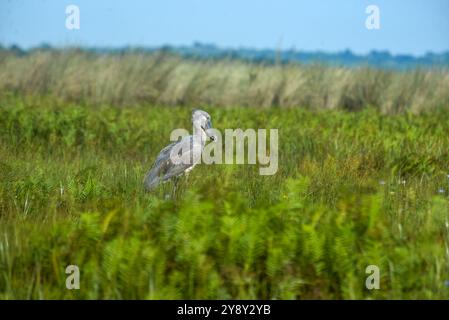 Der Shoebill (SHOEBILL - (Balaeniceps rex) im Mabamba-Sumpfgebiet Uganda ist sowohl global als auch regional anfällig. Foto Stockfoto