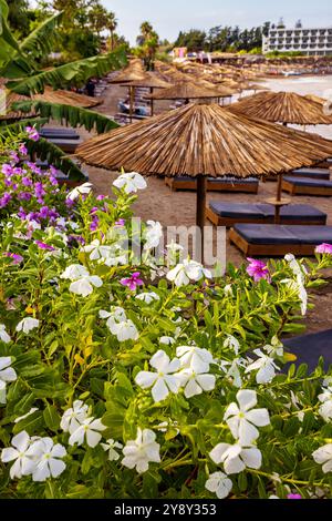 Sommerblumen und Strandschirme in Rhodos, Griechenland Stockfoto