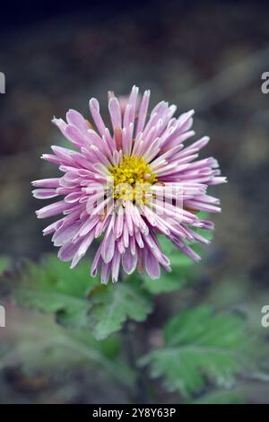 Wunderschöne Natur, Blumen im Freien, Blumenbeet zu Hause. Herbstlich-weiße Blüten, Chrysanthemensträucher, die nach Nachtfrosten in der Straße draußen wachsen. Stockfoto