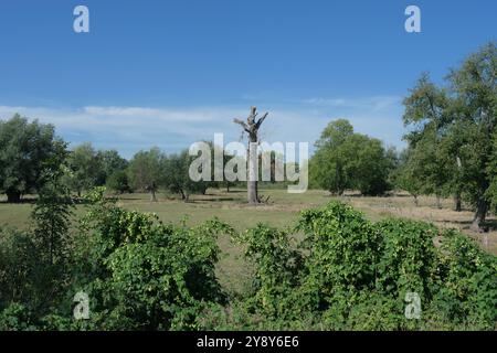 Wildhopfen bzw. Humulus Lupus im Naturschutzgebiet Urdenbacher Kämpe, Düsseldorf, Deutschland Stockfoto