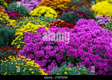 Chrysanthemen in verschiedenen Farben, Sträucher von Herbstblumen. Landschaftsdesign, floraler Hintergrund Stockfoto