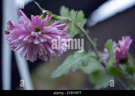 Wunderschöne Natur, Blumen im Freien, Blumenbeet zu Hause. Herbstlich-weiße Blüten, Chrysanthemensträucher, die nach Nachtfrosten in der Straße draußen wachsen. Stockfoto