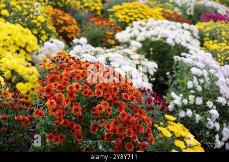 Chrysanthemen in verschiedenen Farben, Sträucher von Herbstblumen. Landschaftsdesign, floraler Hintergrund Stockfoto