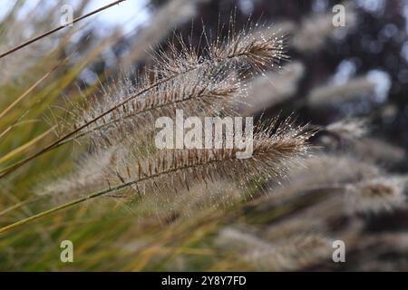 Schöner Herbst in der Nähe des Podebrady-Sees in der Nähe von Olomouc, Teil des Naturschutzgebiets Litovelske Pomoravi in Olomouc, Tschechische Republik, 7. Oktober 202 Stockfoto