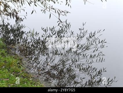 Schöner Herbst in der Nähe des Podebrady-Sees in der Nähe von Olomouc, Teil des Naturschutzgebiets Litovelske Pomoravi in Olomouc, Tschechische Republik, 7. Oktober 202 Stockfoto