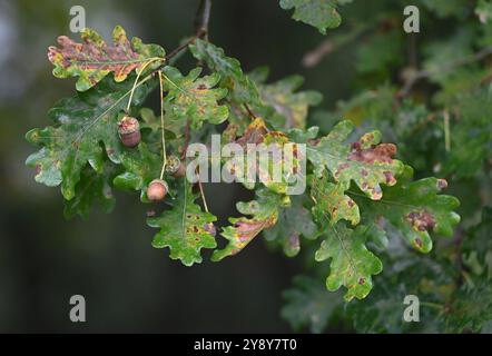 Schöner Herbst in der Nähe des Podebrady-Sees in der Nähe von Olomouc, Teil des Naturschutzgebiets Litovelske Pomoravi in Olomouc, Tschechische Republik, 7. Oktober 202 Stockfoto