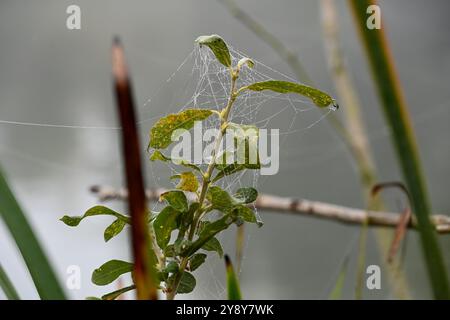 Schöner Herbst in der Nähe des Podebrady-Sees in der Nähe von Olomouc, Teil des Naturschutzgebiets Litovelske Pomoravi in Olomouc, Tschechische Republik, 7. Oktober 202 Stockfoto