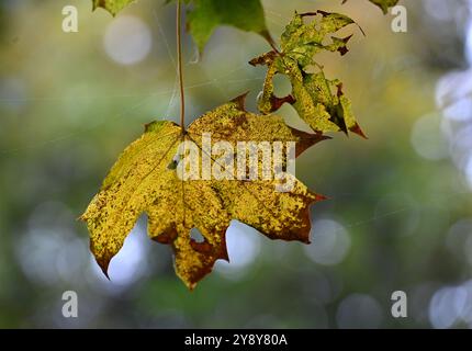 Schöner Herbst in der Nähe des Podebrady-Sees in der Nähe von Olomouc, Teil des Naturschutzgebiets Litovelske Pomoravi in Olomouc, Tschechische Republik, 7. Oktober 202 Stockfoto