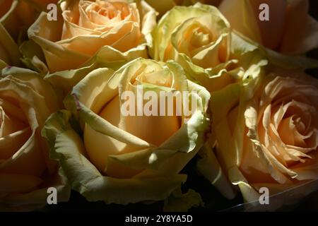 Wunderschöne florale Hintergründe, Blumenstrauß. Wunderschöne rosafarbene, gelbe, pfirsichfarbene Knospen blühender Rosen, die von den Sonnenstrahlen beleuchtet werden. Stockfoto