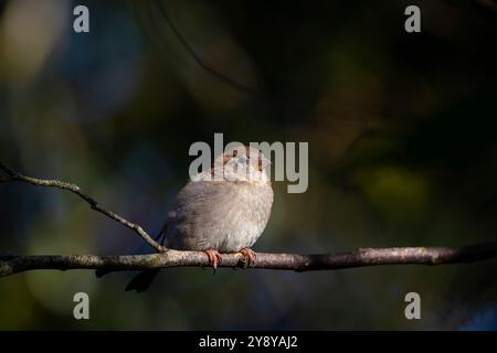 Nahaufnahme des wilden britischen Hausspatzes (Passer domesticus). Isolierter weiblicher Vogel, Sitzplätze auf kleinen Zweigen, schön beleuchtet durch die Herbstsonne am späten Nachmittag. Stockfoto