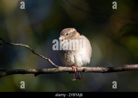 Nahaufnahme des wilden britischen Hausspatzes (Passer domesticus). Isolierter weiblicher Vogel, Sitzplätze auf kleinen Zweigen, schön beleuchtet durch Spätherbstsonnenlicht. Stockfoto
