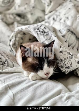 Eine Siamkatze schläft mit einer Decke bedeckt. Schlafende Haustiere, eine Katze unter der Decke. Zu Beginn der Heizsaison versucht die Katze, sich zu erwärmen Stockfoto