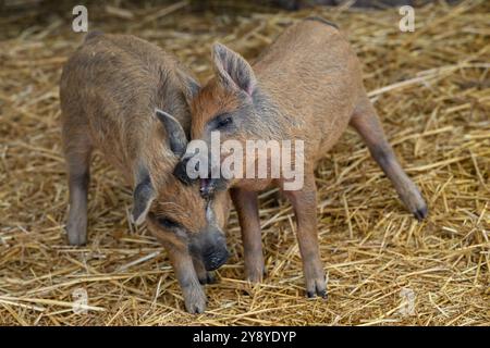 Vyskov, Tschechische Republik. Oktober 2024. Mangalitza, Sus scrofa f. domestica 'Mangalica', Ferkel im Zoo Vyskov, 7. Oktober 2024. Quelle: Vaclav Salek/CTK Photo/Alamy Live News Stockfoto