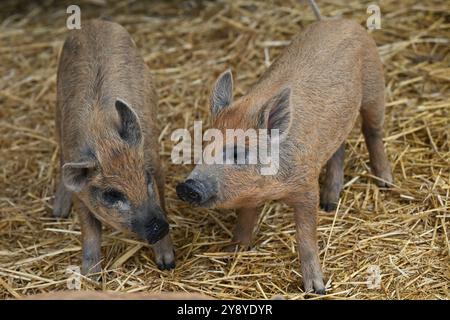 Vyskov, Tschechische Republik. Oktober 2024. Mangalitza, Sus scrofa f. domestica 'Mangalica', Ferkel im Zoo Vyskov, 7. Oktober 2024. Quelle: Vaclav Salek/CTK Photo/Alamy Live News Stockfoto