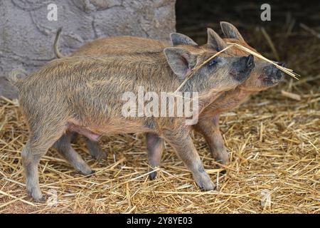 Vyskov, Tschechische Republik. Oktober 2024. Mangalitza, Sus scrofa f. domestica 'Mangalica', Ferkel im Zoo Vyskov, 7. Oktober 2024. Quelle: Vaclav Salek/CTK Photo/Alamy Live News Stockfoto