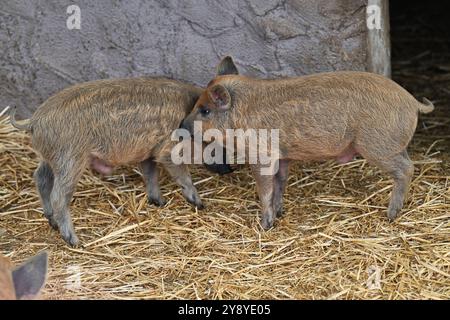 Vyskov, Tschechische Republik. Oktober 2024. Mangalitza, Sus scrofa f. domestica 'Mangalica', Ferkel im Zoo Vyskov, 7. Oktober 2024. Quelle: Vaclav Salek/CTK Photo/Alamy Live News Stockfoto