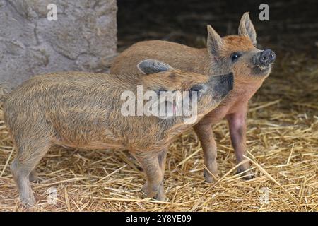 Vyskov, Tschechische Republik. Oktober 2024. Mangalitza, Sus scrofa f. domestica 'Mangalica', Ferkel im Zoo Vyskov, 7. Oktober 2024. Quelle: Vaclav Salek/CTK Photo/Alamy Live News Stockfoto