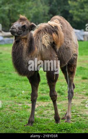 Vyskov, Tschechische Republik. Oktober 2024. Baktrisches Kamel, Camelus bactrianus, Kalb im Zoo von Vyskov, 7. Oktober 2024. Quelle: Vaclav Salek/CTK Photo/Alamy Live News Stockfoto